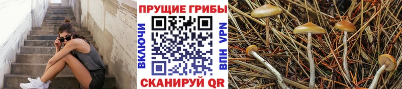 mega ссылка  Краснообск  Псилоцибиновые грибы мухоморы  купить наркотик 